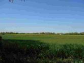 Zanica porzione di terreno agricolo pianeggiante (seminativo irruguo) di mq 9.830 circa pari a circa 14,84 pertiche bergamasche, accessibile tramite strada consorziale sterrata, con canale per irrigare. in Vendita