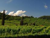 Albano San Alessandro (BG) vendiamo Terreno agricolo con autorizzazioni licenza di vigneto Il Lotto - Terreno vigneto edificabile, Il lotto è di circa 6.130,00 mq in ottima posizione Collinare di Albano San Alessandro (BG) in Vendita