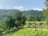 VENDIAMO VILLA UNIFAMIGLIARE IN ZONA SCANZOROSCIATE - PANORAMICA SU TRE LIVELLI DI MQ. 488,00 OLTRE GIARDINO COMPLETAMENTE PIANTUMATO E RECINTATO DI OLTRE MQ. 5000,00. in Vendita